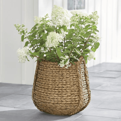 Carved Woven Planter - Outdoor Space Designs