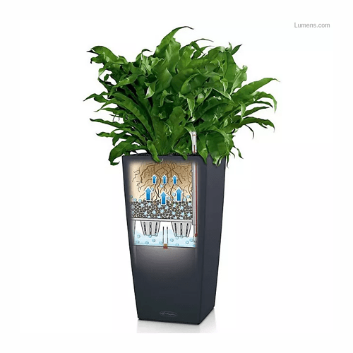Lechuza Self-Watering Planter – Outdoor Space Designs
